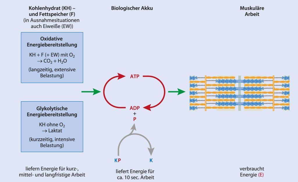 Oxidative und glykolytische Energiebereitstellung: Gewichtsabnahme durch Ausdauertraining im „Fettverbrennungspuls“